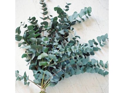 Eukalyptus cinerea svazek 50cm